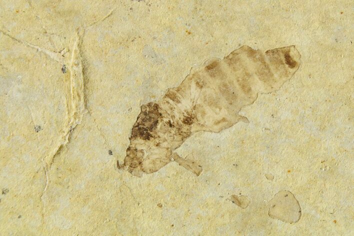 Fossil Fly (Plecia) - Bois d’Asson, France #267650